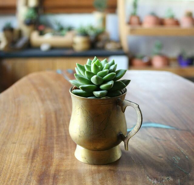 Bronze Planter